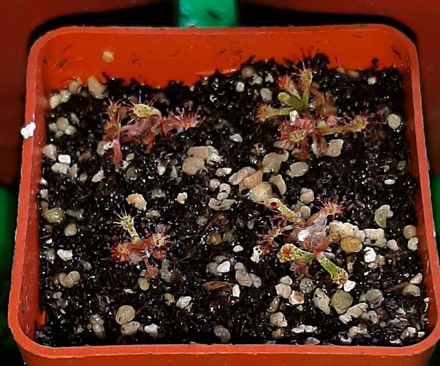 389221360_Drosera_madagascariensis_13_-_rozmnoone_z_listka.thumb.jpg.eb9067a30939d71519d6fff0e374ac9b.jpg