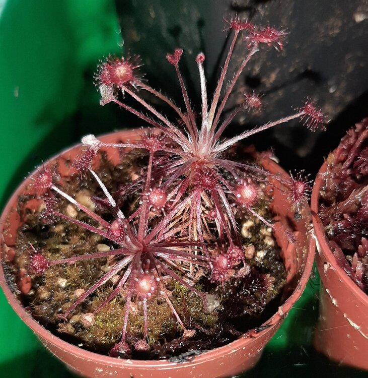 Drosera_paradoxa_11.thumb.jpg.eafdab882f2a0c6212a5b94336f1b8f6.jpg