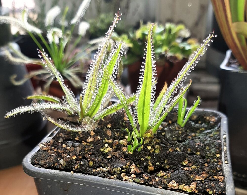 Drosera_regia_19.thumb.jpg.14254c278b7cba228016c9c02bd2b6df.jpg