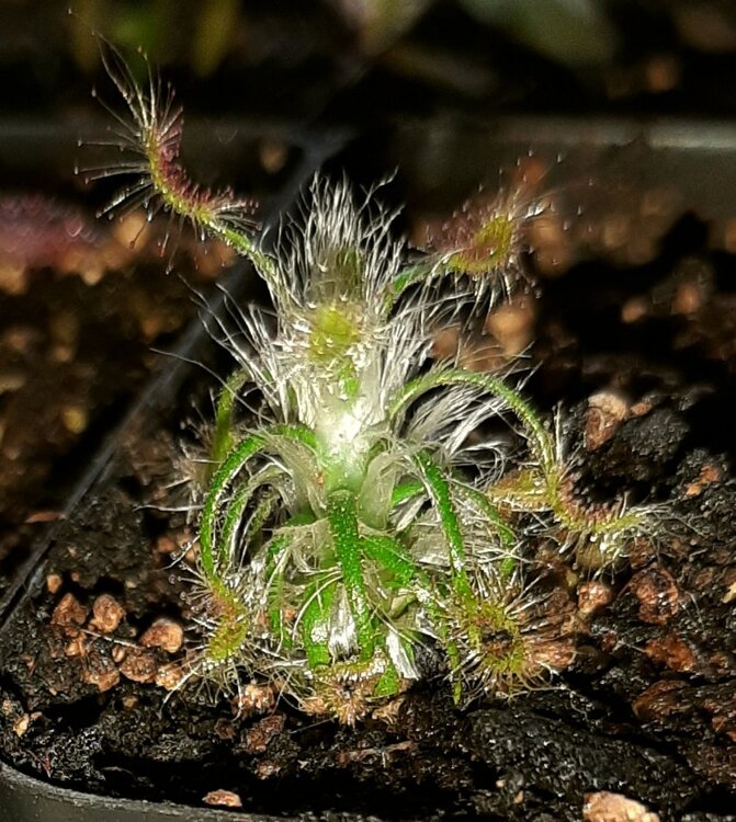 Drosera_scorpioides_18.thumb.jpg.f892da86ee7df81e134491fde3fa4e95.jpg