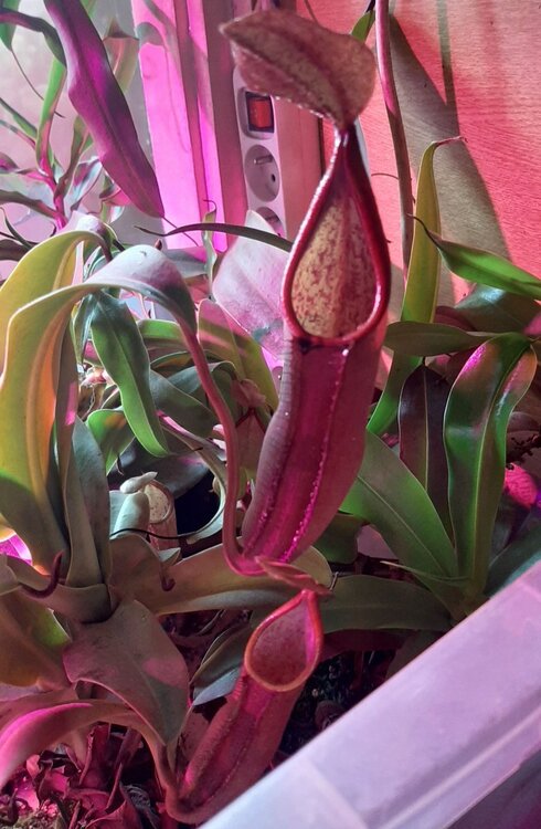 Nepenthes_sanguinea_28.thumb.jpg.878278752f156d99c837a866245f195c.jpg