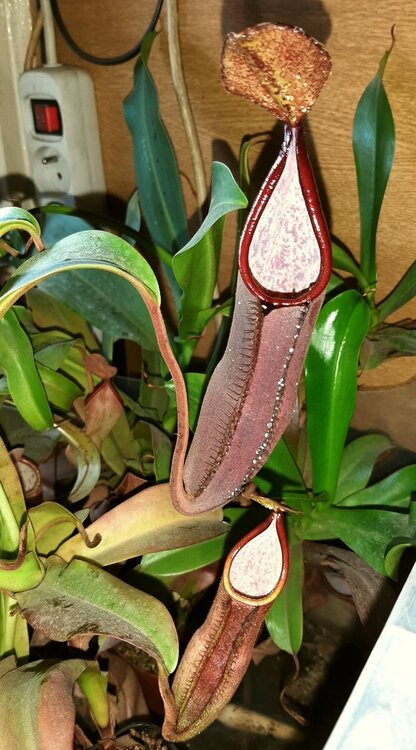 Nepenthes_sanguinea_29.thumb.jpg.4c04b7b3c838ce3049bb8f2269a90360.jpg