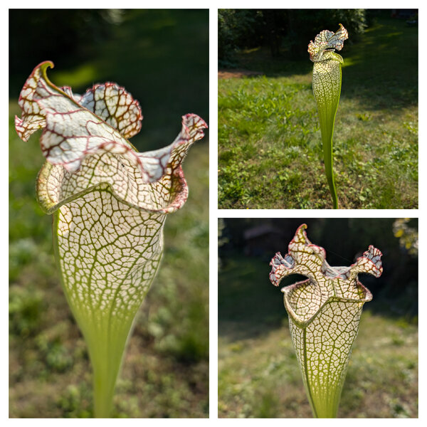 Bulbosa x Bocaza clone B 2024.jpg