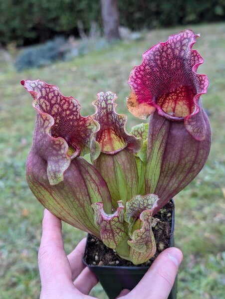 S. (purpurea ssp. purpurea Wavy lid x purpurea ssp. venosa 'Buddha Belly) x rosea 'Chipola Giant' (JK-SP002A).jpg