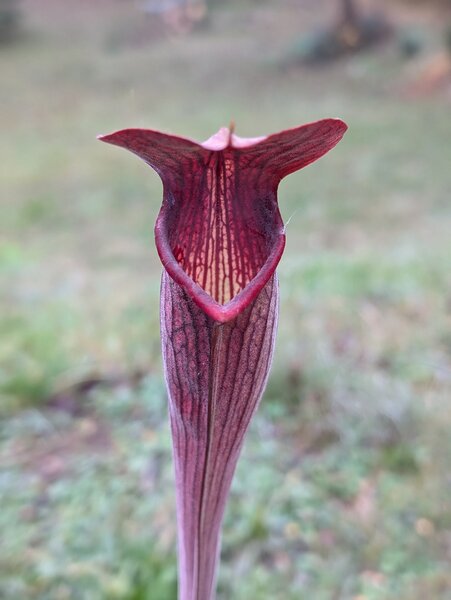 S. alata 'Black Tube, sel. CK 1, Stone Co, Mississippi”.jpg