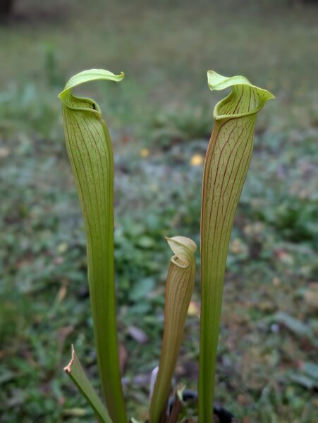 S. alata 'Giant bronze tube'.jpg