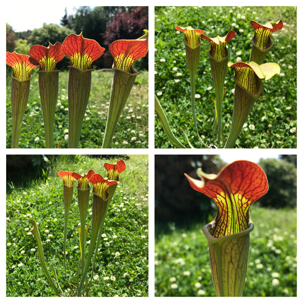 S. alata ‘Red tube, from wild seeds, D. Svarc one of the best clone’ carnivoria.eu 2024.jpg