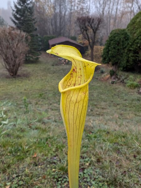 S. alata ‘Yellow, Bulbous Pitchers’, “Jasper, Co” (Adrian F 2010) (MK A66).jpg