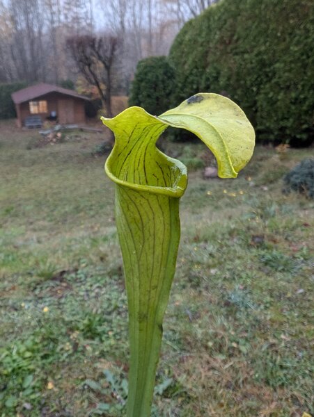 S. alata var. alata “Angelina Country, Texas” - A very tall form (MK A62).jpg