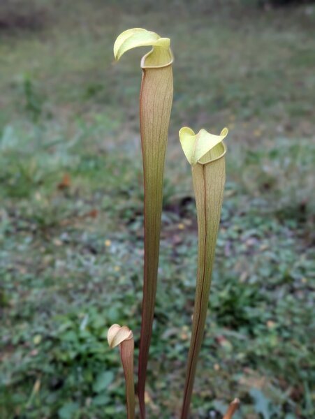 S. alata var. alata ‘Green, Very hooded’, “White's Crossing, De Soto National Forest” (MK A44).jpg