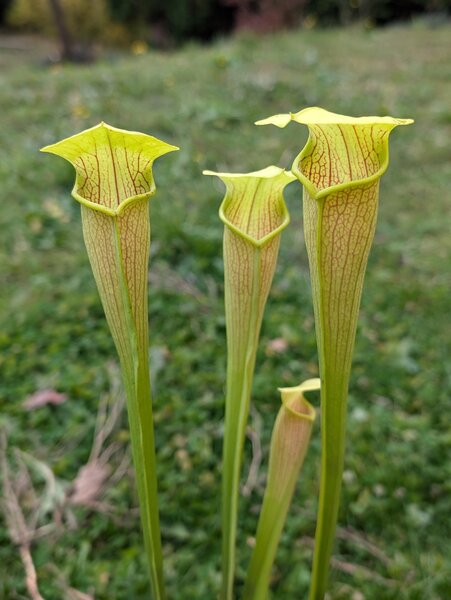 S. alata var. alata 'West Louisiana - Heavy veining inside pitcher tube' (MK A41).jpg