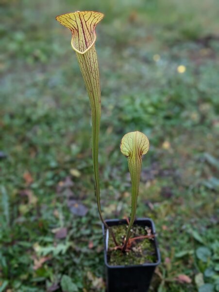 S. alata var. cuprea 'Tall, copper lid and upper tube' - Texas.jpg