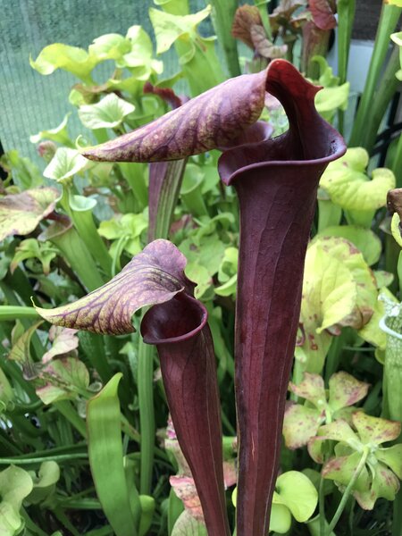 S. flava var. atropurpurea 'Giant and dark - the best clone' Carnivoria.eu 2024.jpg