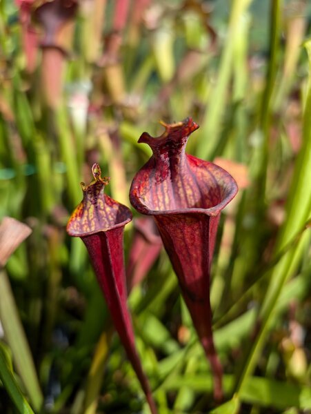 S. flava var. atropurpurea ‘Lidless’ (MK F195 x lidless) DC Carnivores.jpg