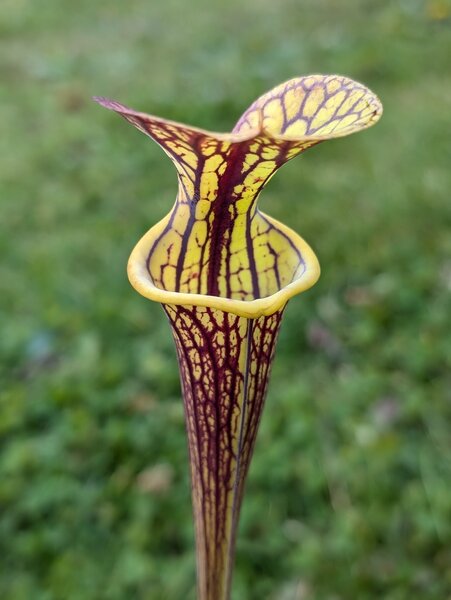 S. flava var. ornata Bulloch Co, GA (dwarf) x S. flava ‘Pencil stripe’ from  Laurens Eggens, 2023.jpg