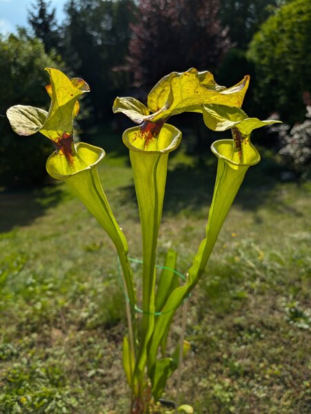 S. flava var. rugelii 'Giant Form (Ronny H) with very tall, elegant lid'  (MK F279, RvO FL77) 2024.jpg