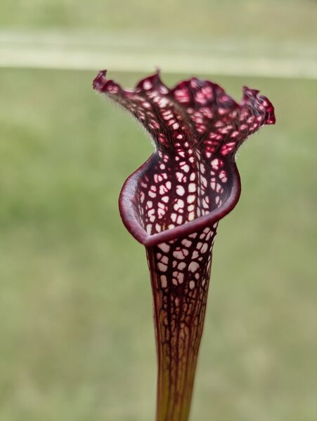 S. leucophylla 'Black Sheer'.jpg