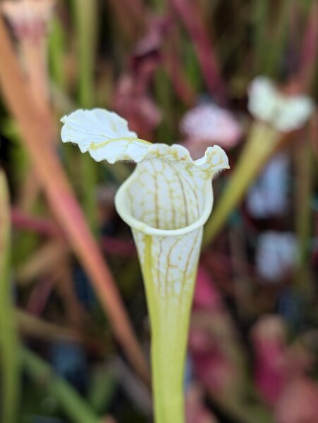 S. leucophylla 'Ghost' - Pure white top, Baldwin co, AL, WS (MK L50).jpg