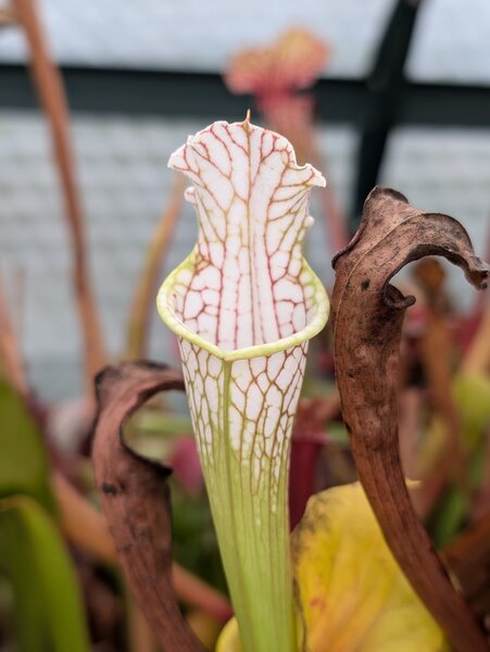 S. leucophylla ‘Lidless’, “Blackwater”.jpg