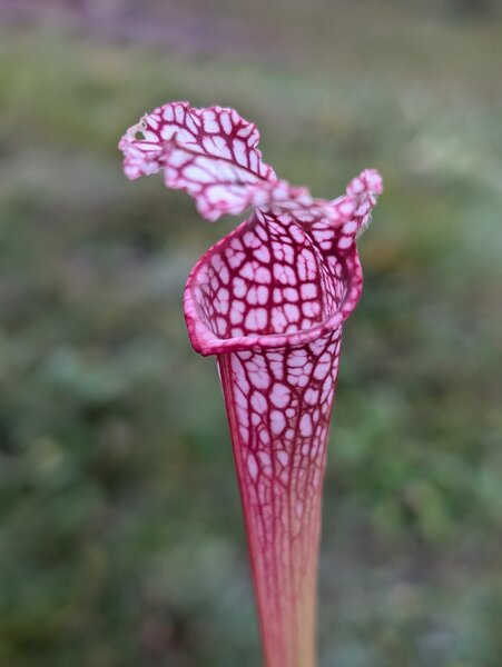 S. leucophylla 'Pink upper tube' (MK L43).jpg