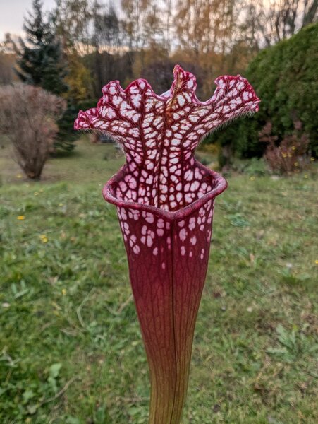 S. leucophylla 'RedPink tube', Perdido, Alabama (MK L49A).jpg