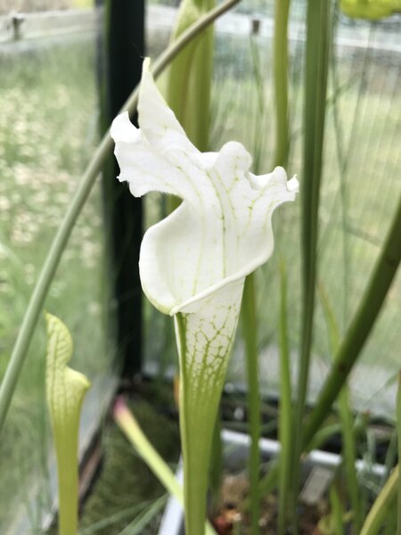 S. leucophylla var. alba 'EEE Bonn 2012' (Platev) (Yuri Sazi) 2024.JPG