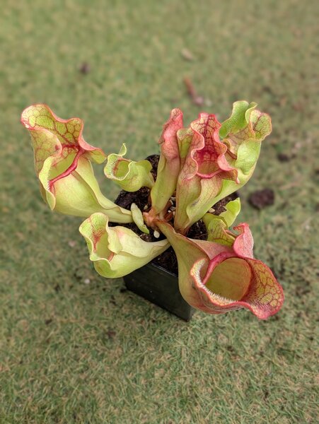 S. purpurea ssp. purpurea ‘Christian Klein random seeding, clone 1’.jpg