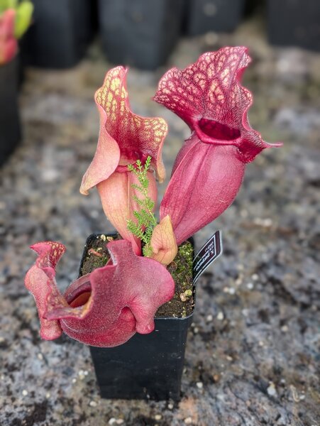 S. purpurea ssp. purpurea ‘Christian Klein random seeding, clone 2’.jpg