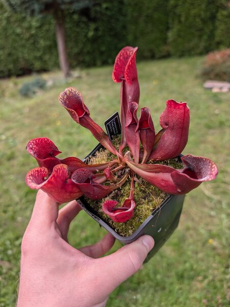 S. purpurea ssp. purpurea 'Dark pitchers', seed grown (IS PP 01).jpg