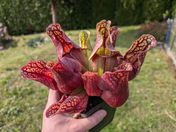 S. purpurea ssp. venosa (Reedy Creek x Tom's Swamp).jpg