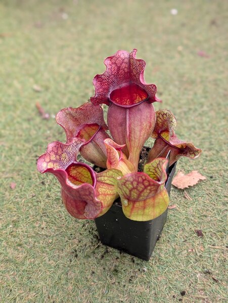 S. purpurea ssp. venosa [(luteola x yellow flower) x (Buddha Belly x self)].jpg