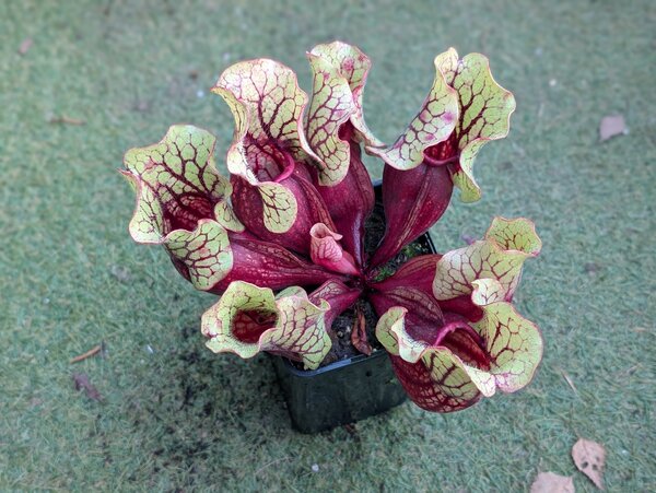 S. purpurea ssp. venosa 'Belly of Blood'.jpg