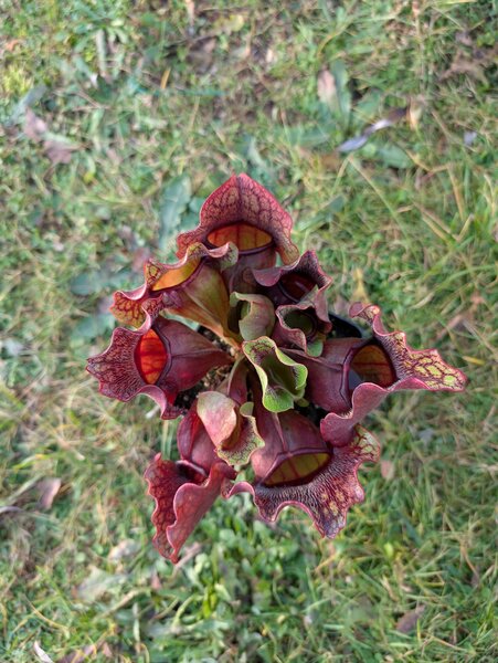 S. purpurea ssp. venosa 'Buddha Belly' (MK PV46).jpg