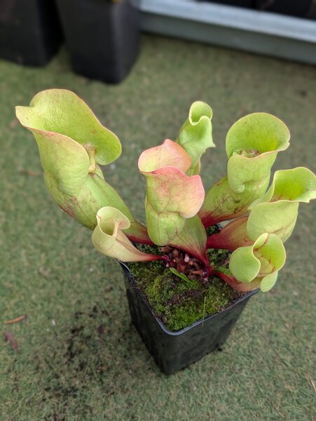 S. purpurea ssp. venosa Shy clone.jpg