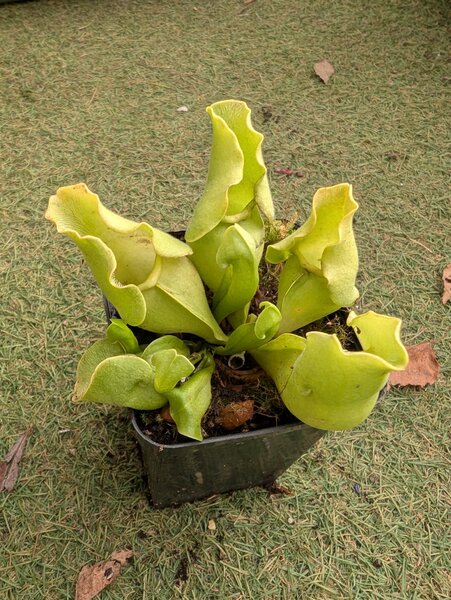 S. purpurea ssp. venosa f. pallidiflora ‘Dwarf clone’.jpg