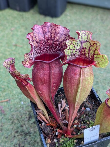 S. purpurea ssp. venosa near Wilmington, New Hanover Co., North Carolina, USA.jpg