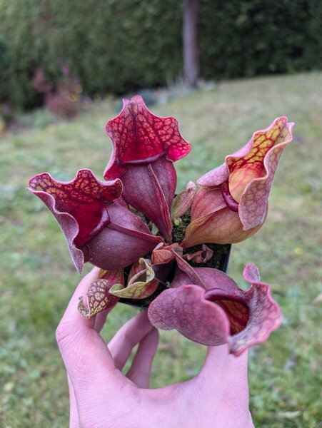 S. purpurea ssp. venosa var. burki ‘Preggo’ x ‘clone K’ (Mike Wang).jpg