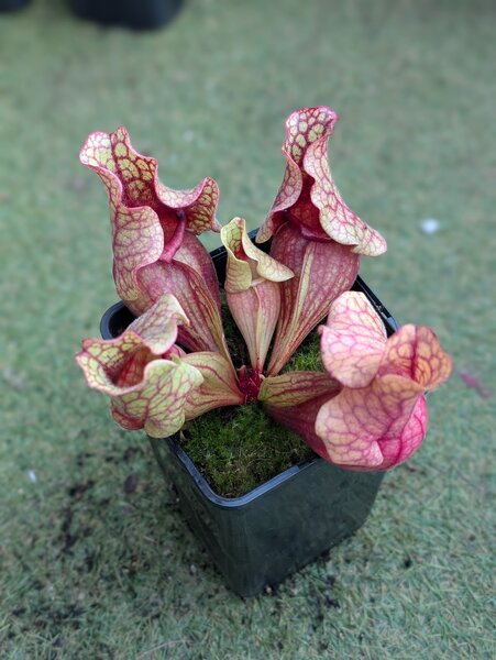 S. purpurea ssp. venosa var. burki ‘Very beautiful red throat’,  “Mobile Co, AL” clone B.jpg