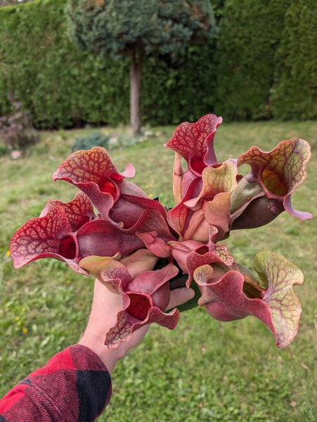 S. purpurea ssp. venosa var. burkii ‘Chipola Giant’.jpg