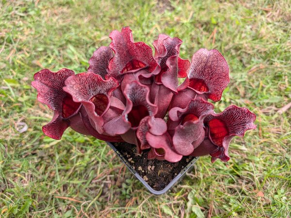 S. purpurea ssp. venosa var. burkii 'Louis Burke'.jpg