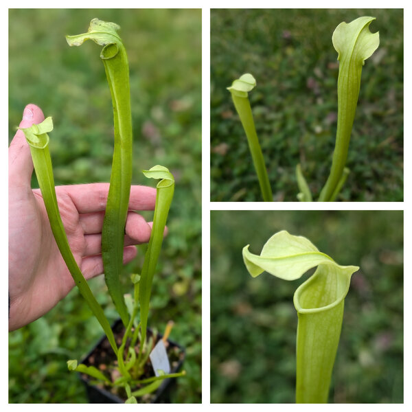 S. rubra ssp. gulfensis f. luteoviridis ‘Anthocyanin free form’ - Santa Rosa Co, FL (JJ Rg04, MK Rg09) 2024.jpg