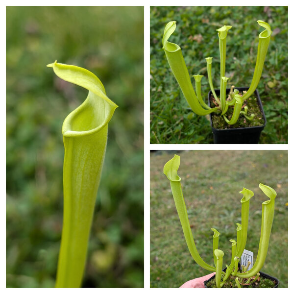 S. rubra ssp. rubra ‘Anthocyanin Free’, “Water Creek, Taylor Co, Georgia”.jpg