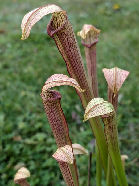 S. rubra ssp. rubra Long Lidded Form, North Carolina.jpg