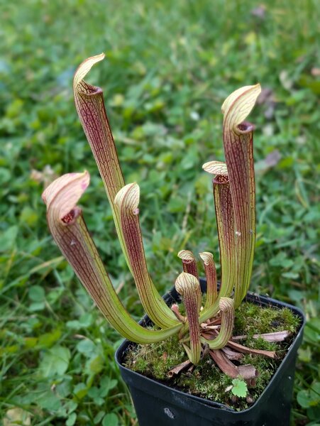 S. rubra ssp. viatorum Sheely Pond, Edmund, Lexington Co, SC (old rubra ancestral form)  CK.jpg