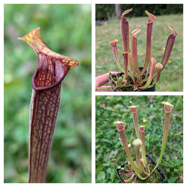 S. rubra ssp. viatorum Taylor Co. Georgia sarracenia.cz.jpg