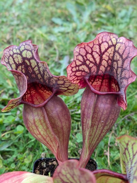 S. x 'Beryl' (MK H266) x S. purpurea ssp. venosa 'Ruffled lid' (D. Svarc) (JK-SP001A).jpg