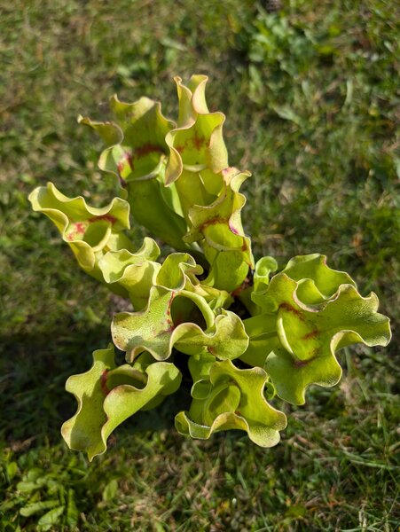 [S. x ‘Sorrow’ x SELF] x S. purpurea ssp. venosa var. burkiii “Veinless, Walton Co.” clone L.jpg